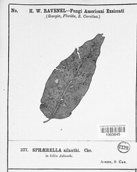 Sphaerella ailanthi image